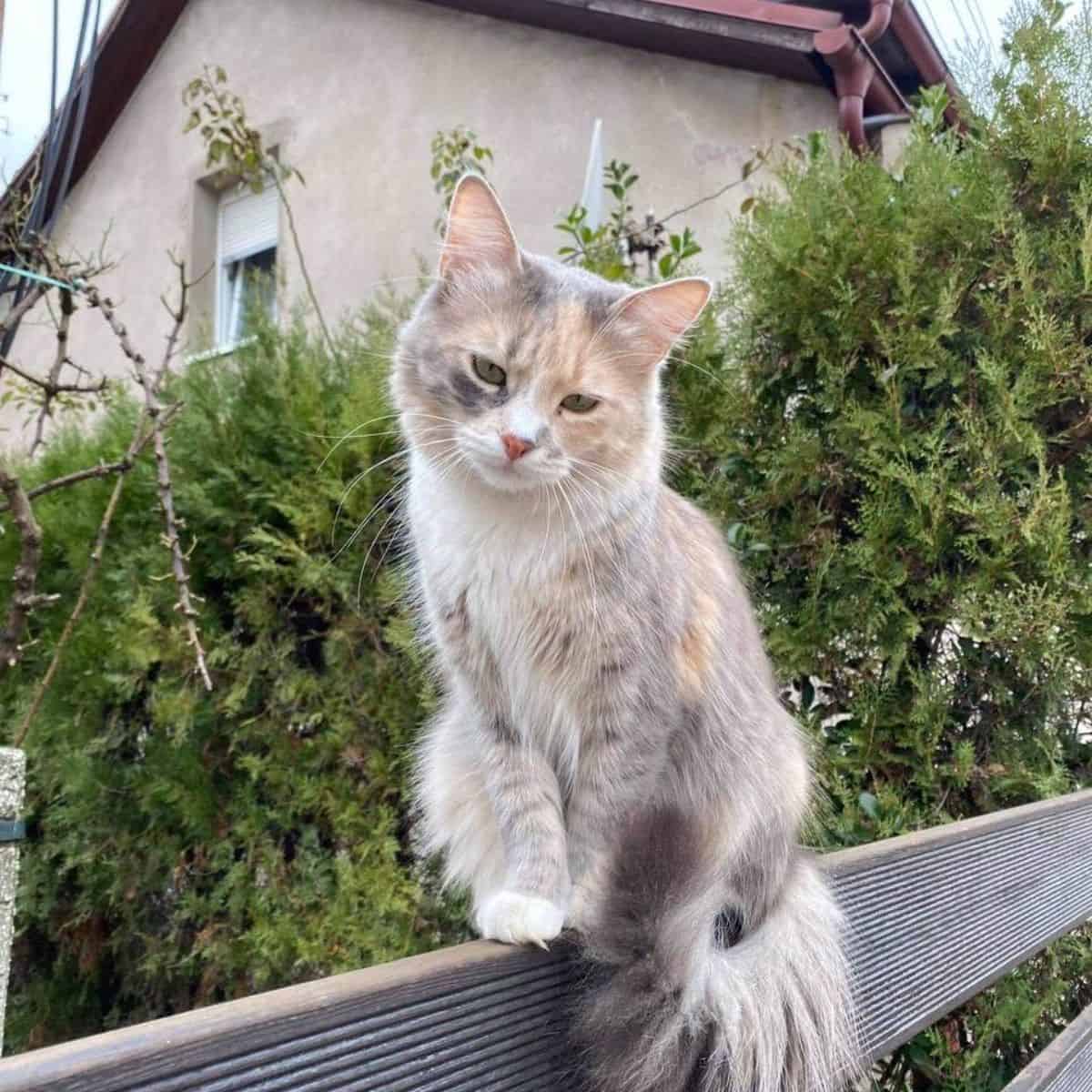 depressed cat sitting on the fence