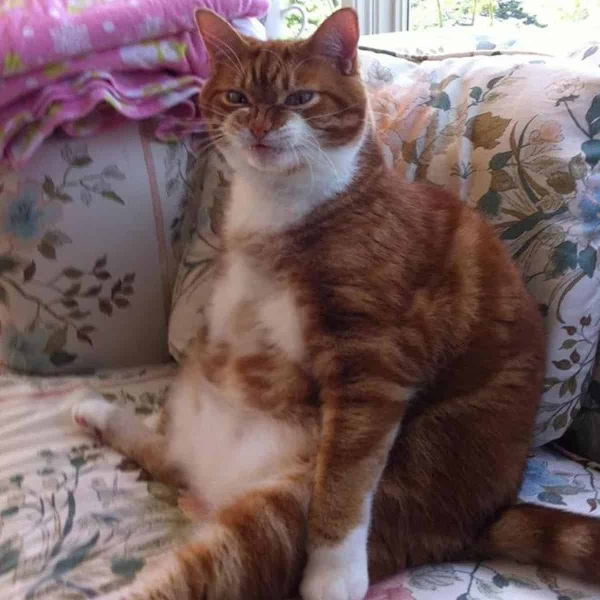 fat cat on the couch sitting