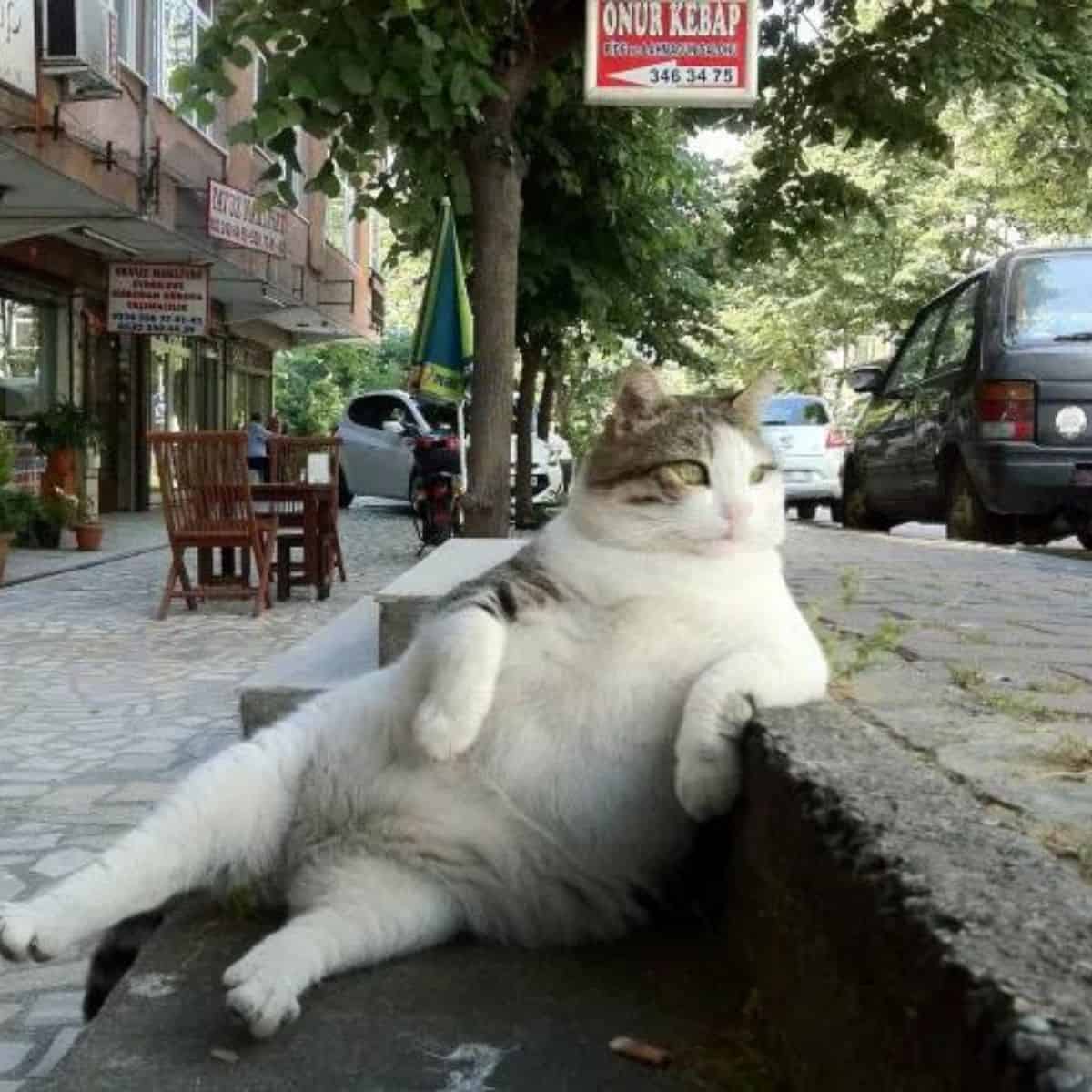 fat cat outdoor