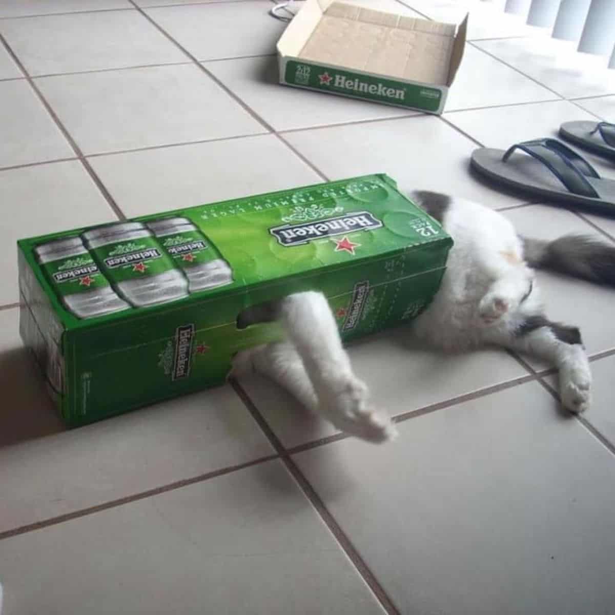 funny cat in a box
