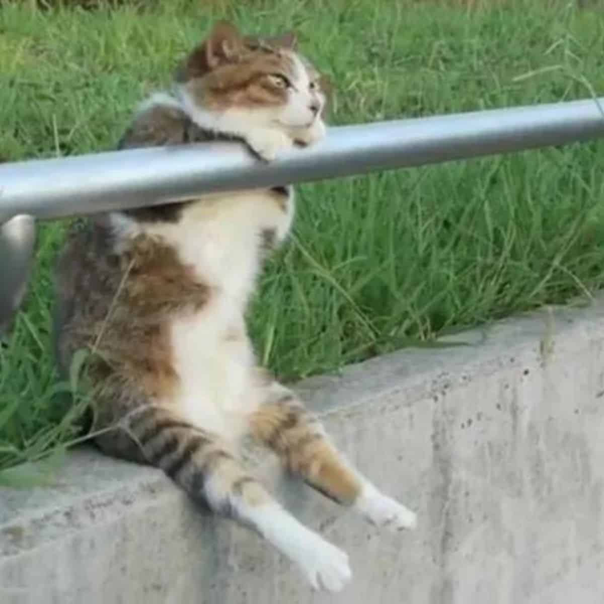 funny cat sitting outdoor