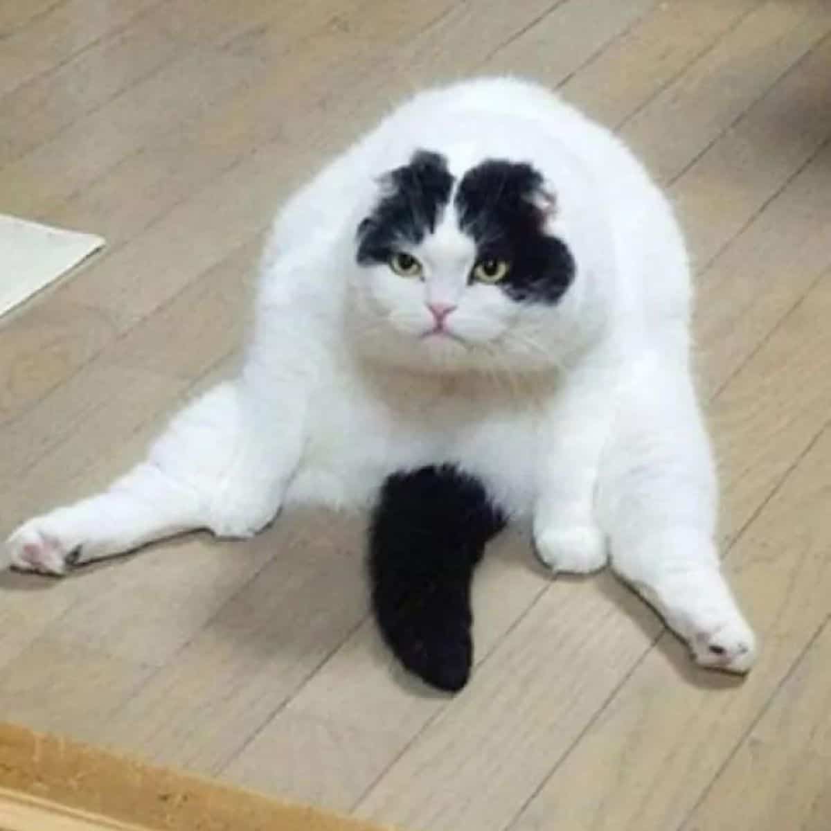 funny fat cat sitting