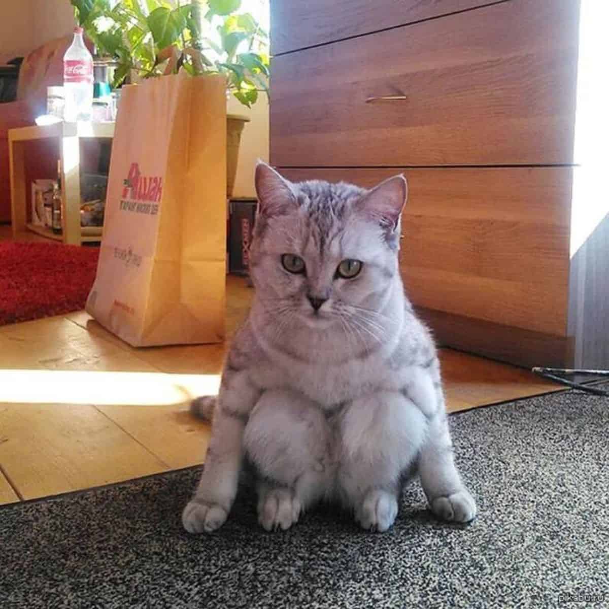 funny grey cat sitting