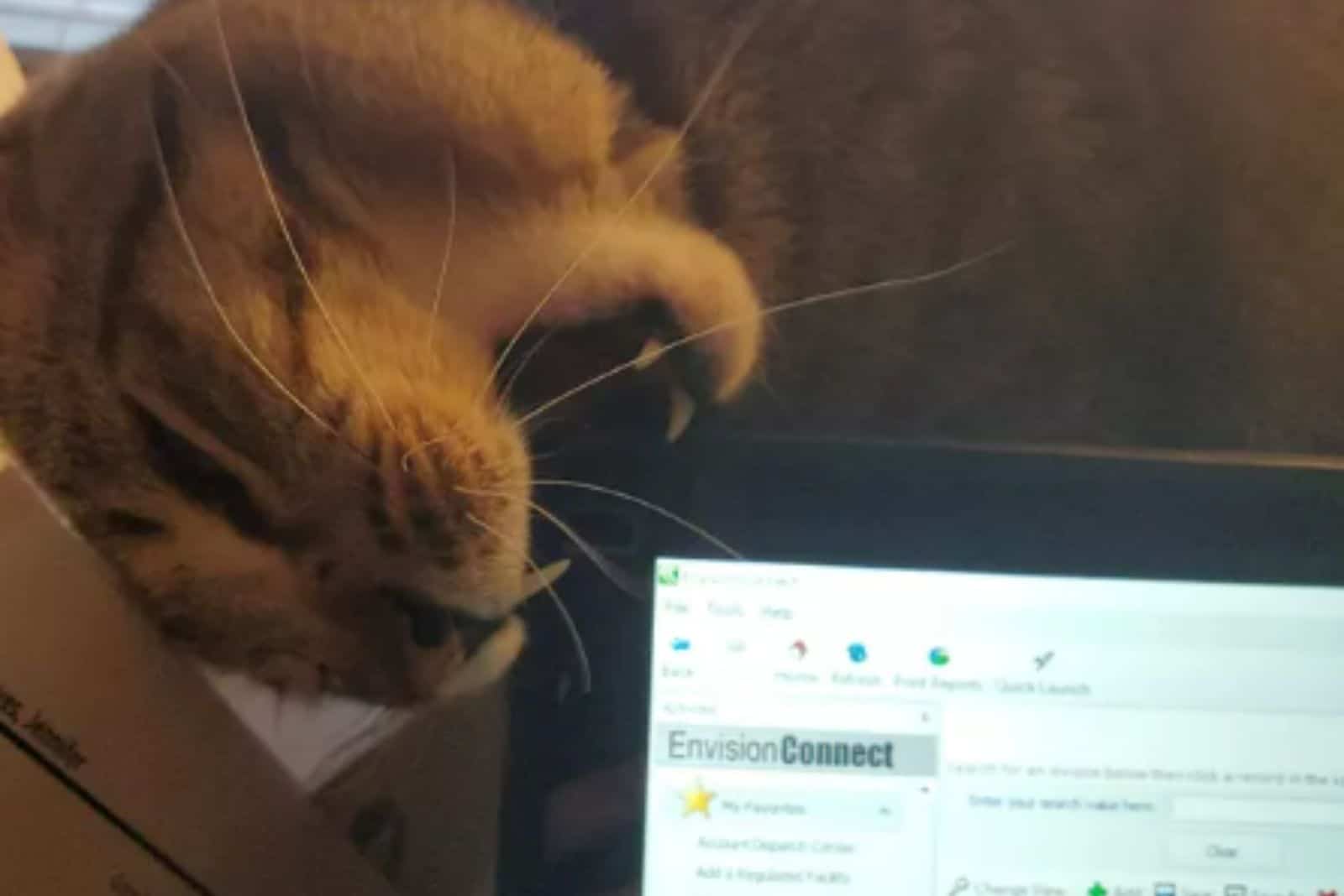 funny photo of a cat biting a laptop
