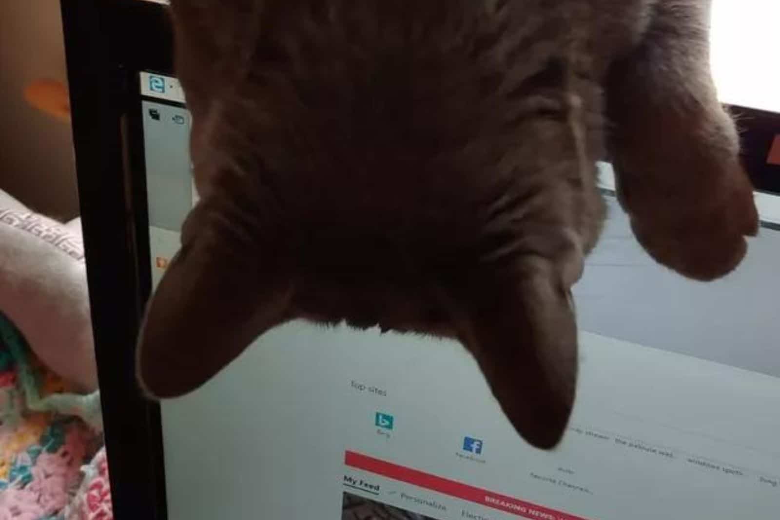 funny photo of a cat jumping on a laptop