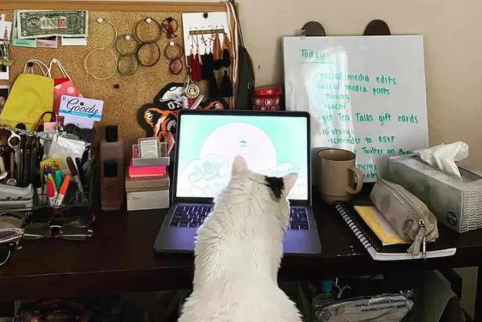 funny photo of a cat looking at a laptop attentively