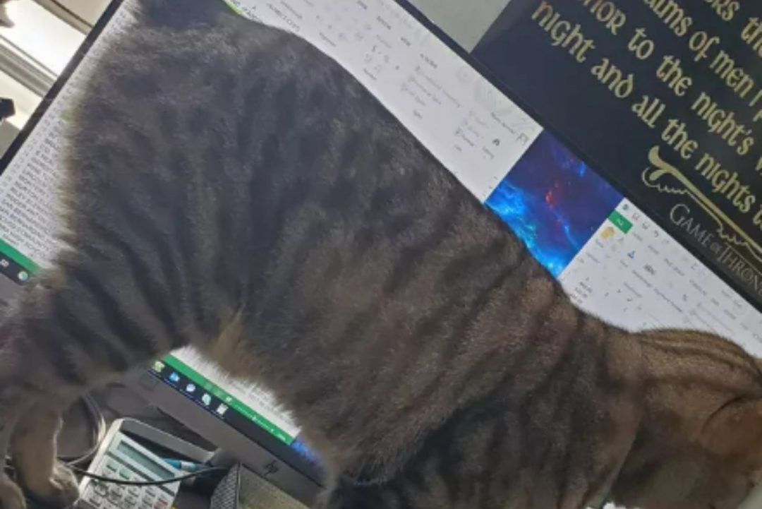 19 Hilarious Cats Crashing Zoom Meetings
