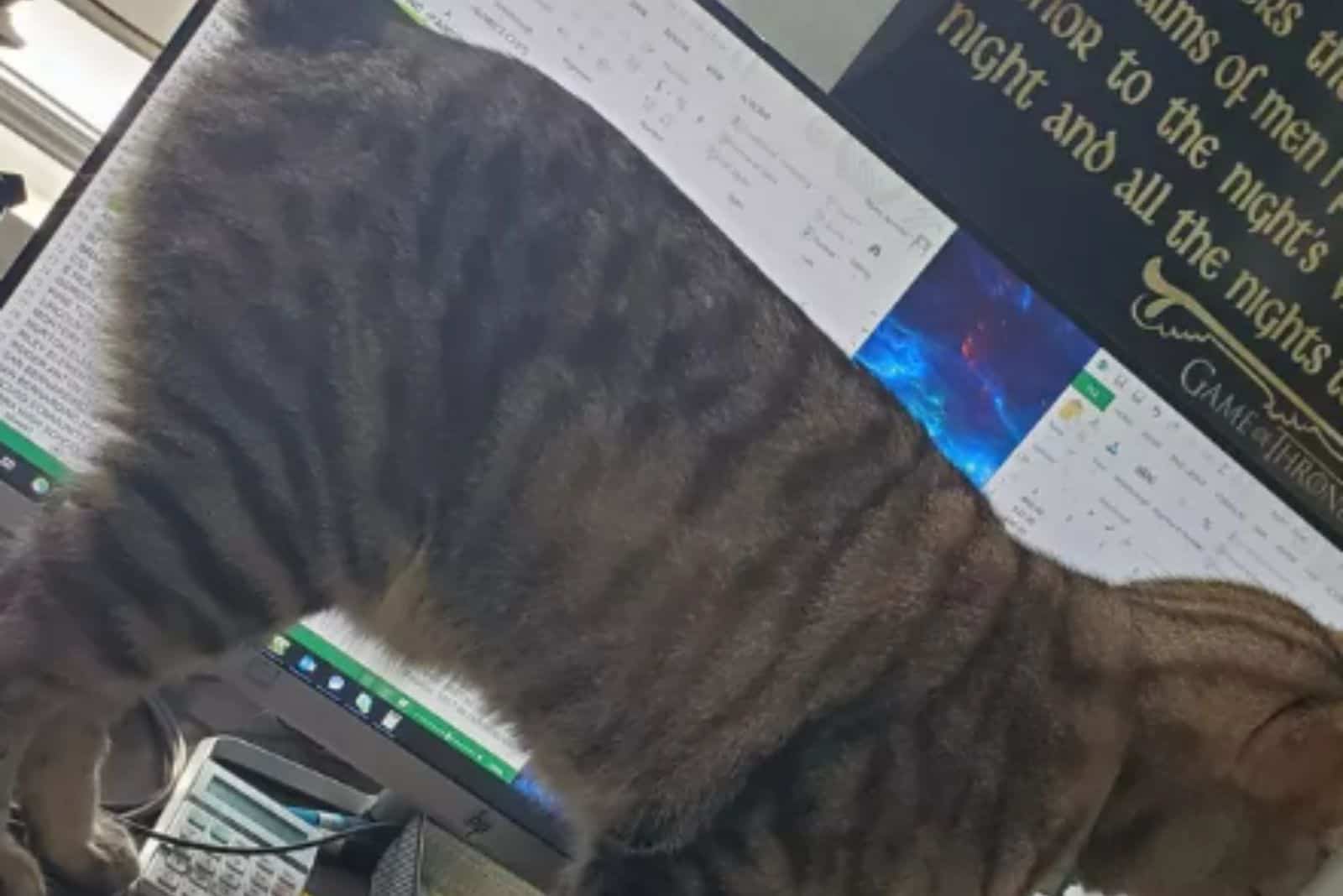 funny photo of a cat standing in front of a laptop