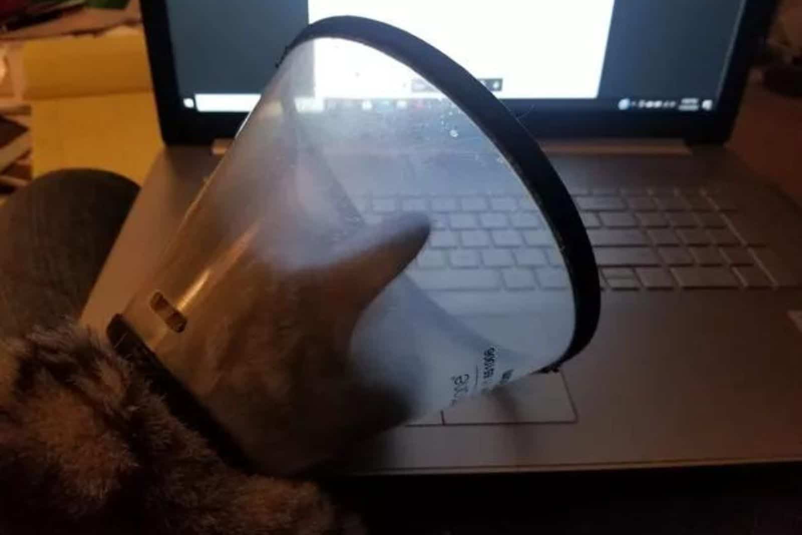 funny photo of a cat wearing a cone and looking at a laptop