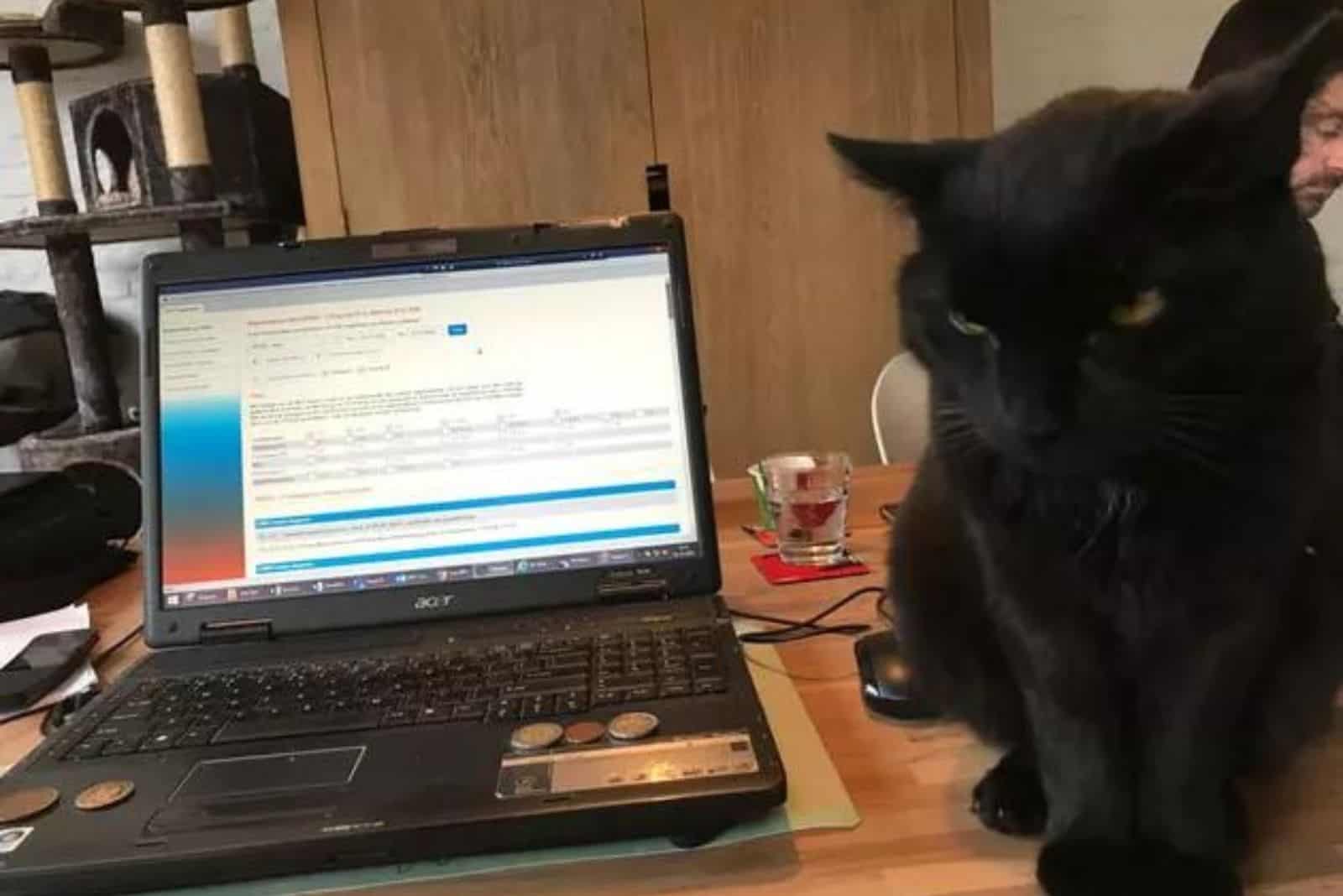 funny photo of a grumpy black cat standing next to a laptop during a zoom meeting