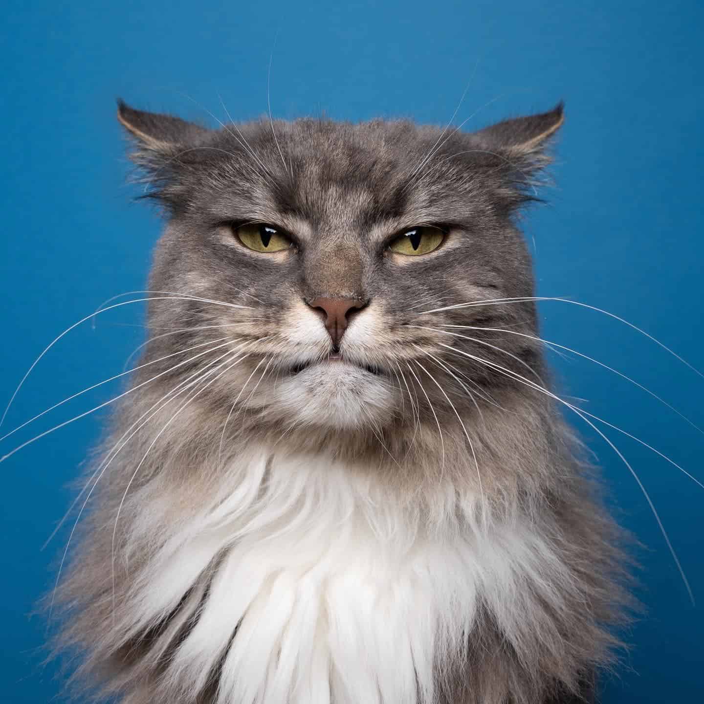 funny photo of an angry long haired cat