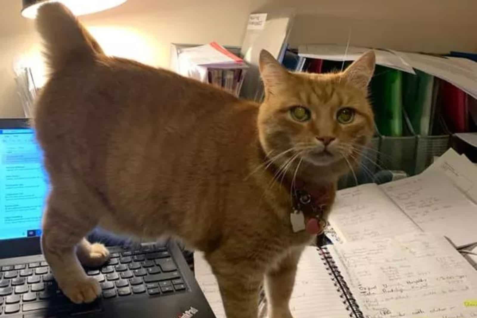 funny photo of an orange cat standing on a laptop with a grumpy expression