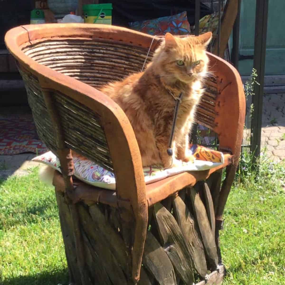 ginger cat on wooden chair