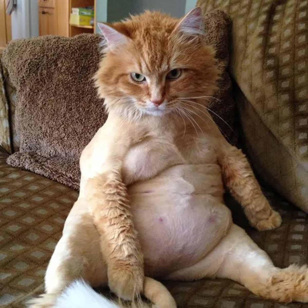 ginger cat sitting