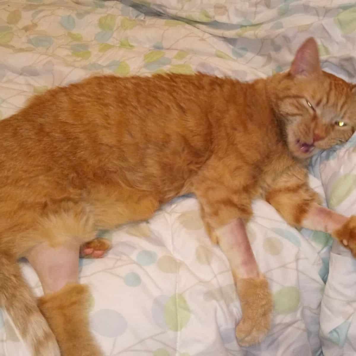 ginger cat sleeps