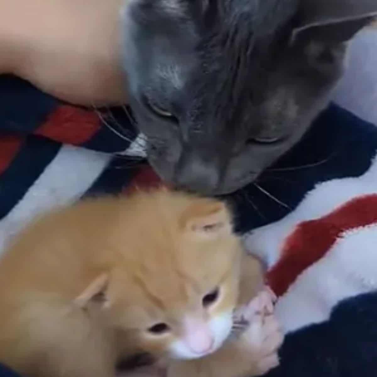 grey cat sniffs ginger kitten