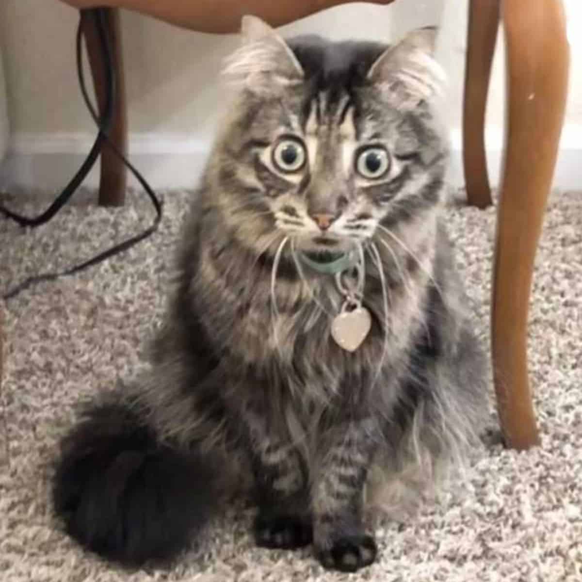 grey cat with long fur