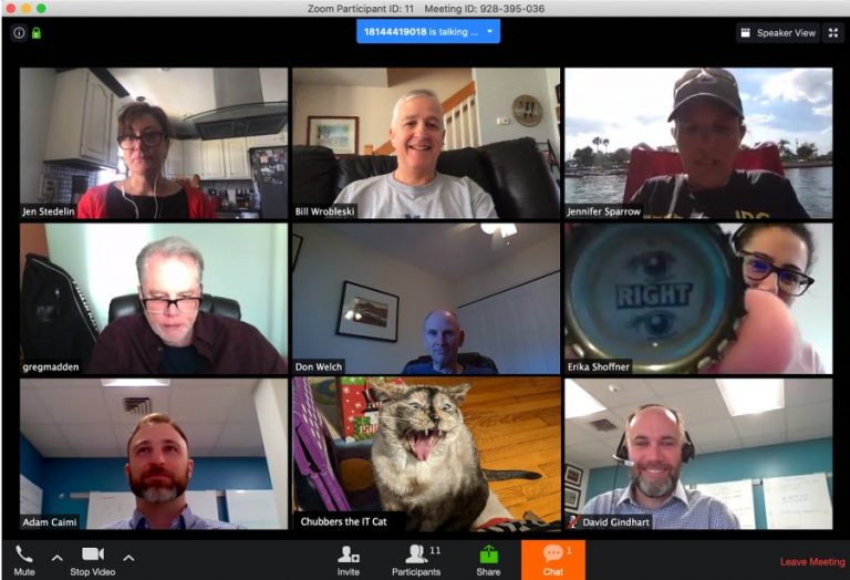 19 Hilarious Cats Crashing Zoom Meetings