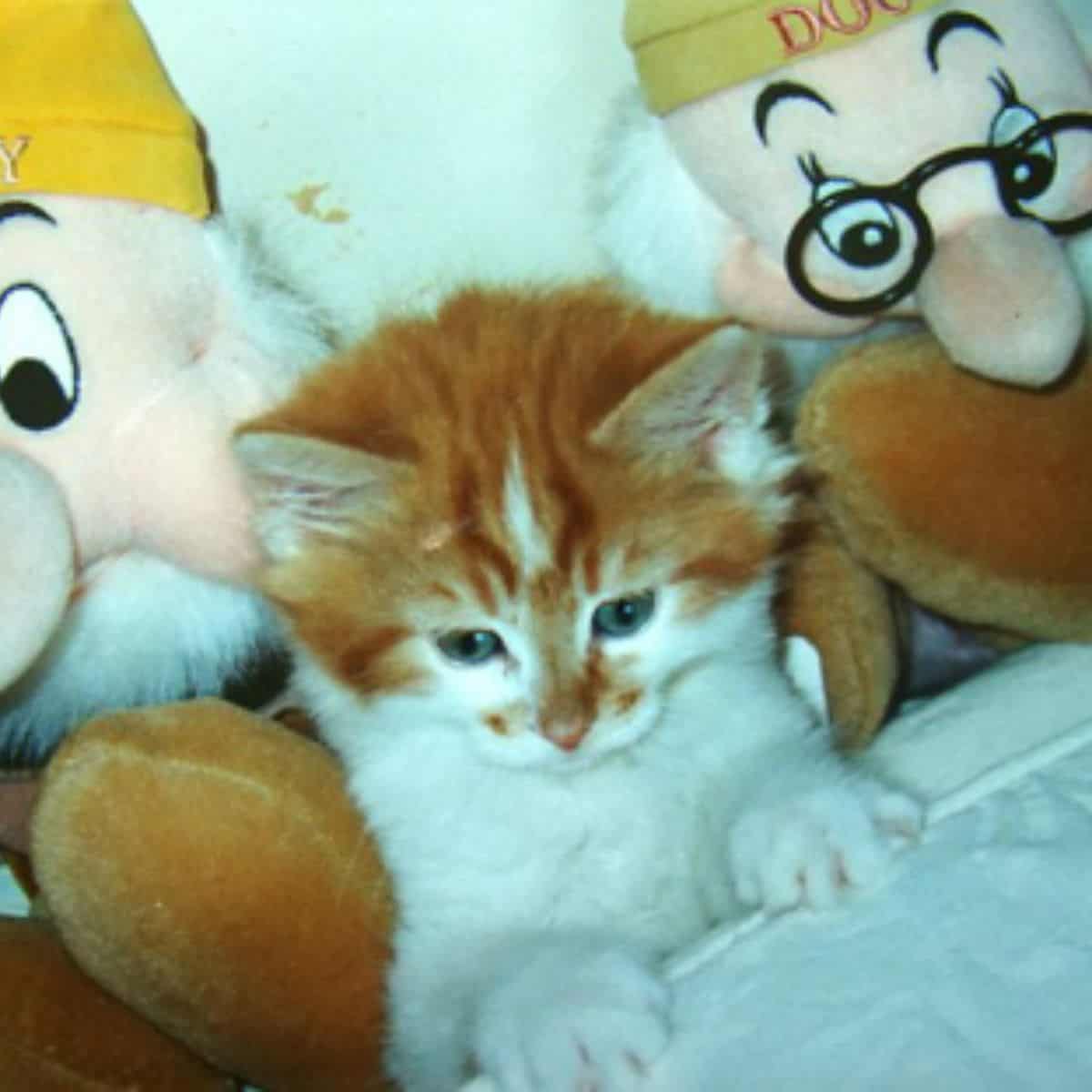 kitten with toys