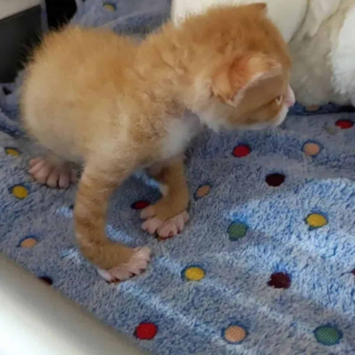 kitten with weird legs
