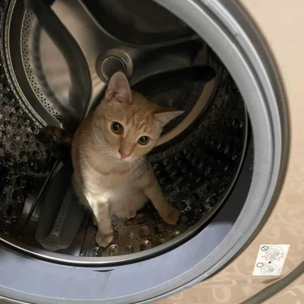 little kitten in a washing machine