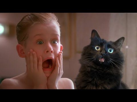 photo of a black cat and a boy screaming