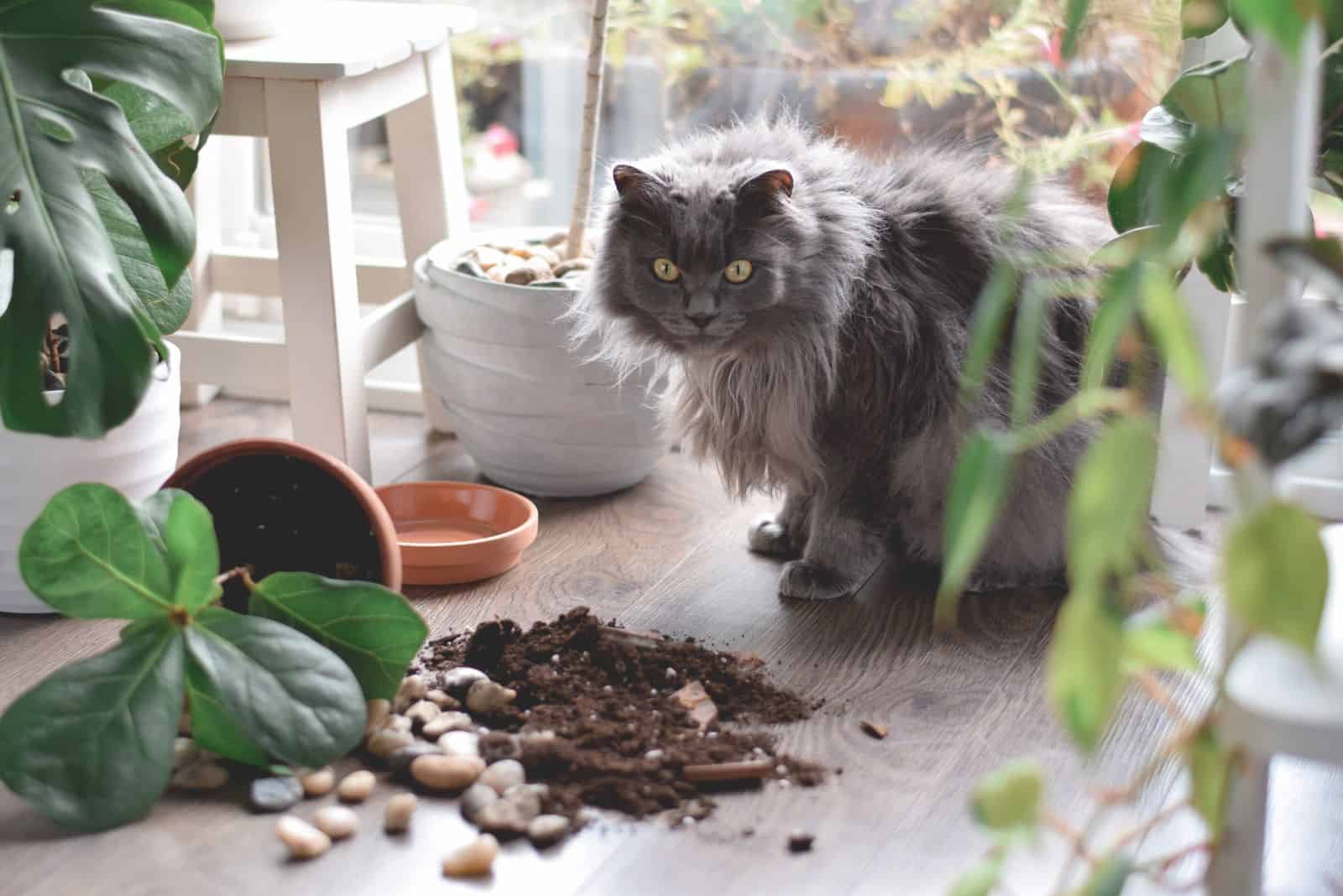 photo of a cat and a knocked down house plant