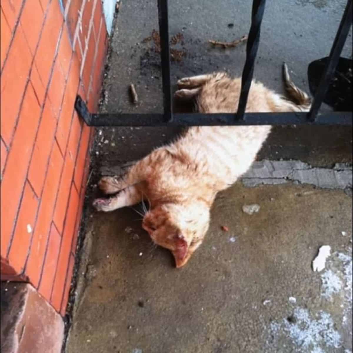 photo of a frozen stray cat