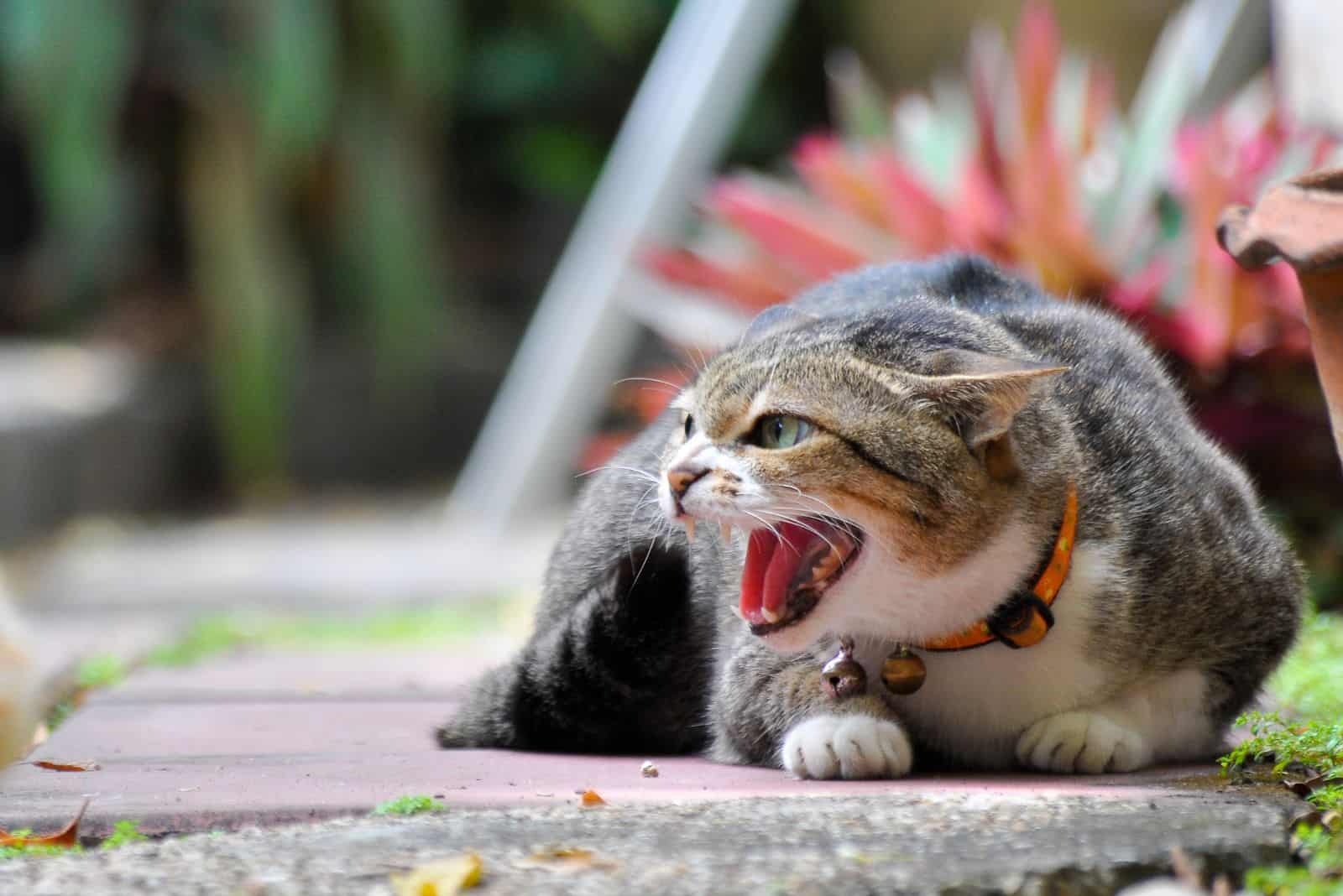 photo of an angry cat hissing