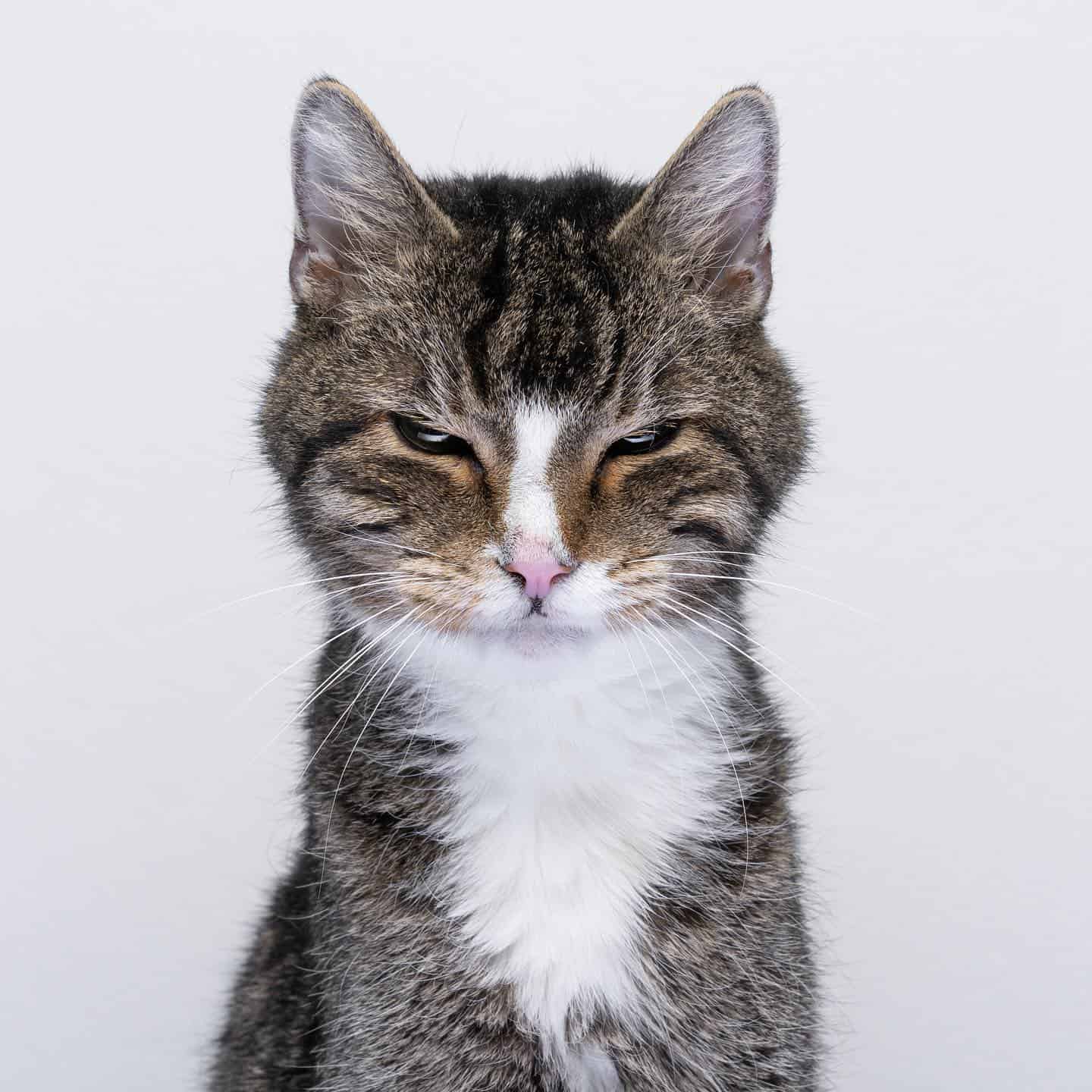 photo of an angry tabby cat