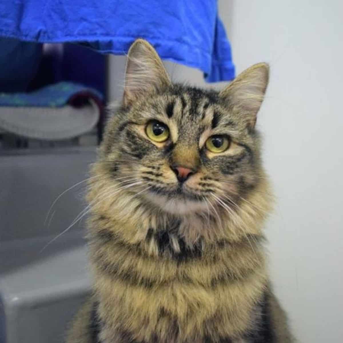photo of monique the shelter cat