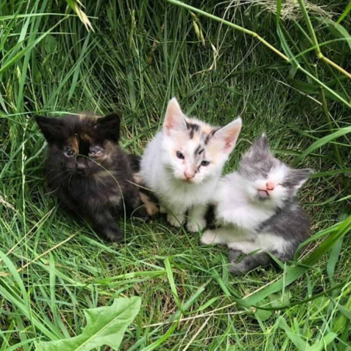 photo of three adorable stray kittens in grass