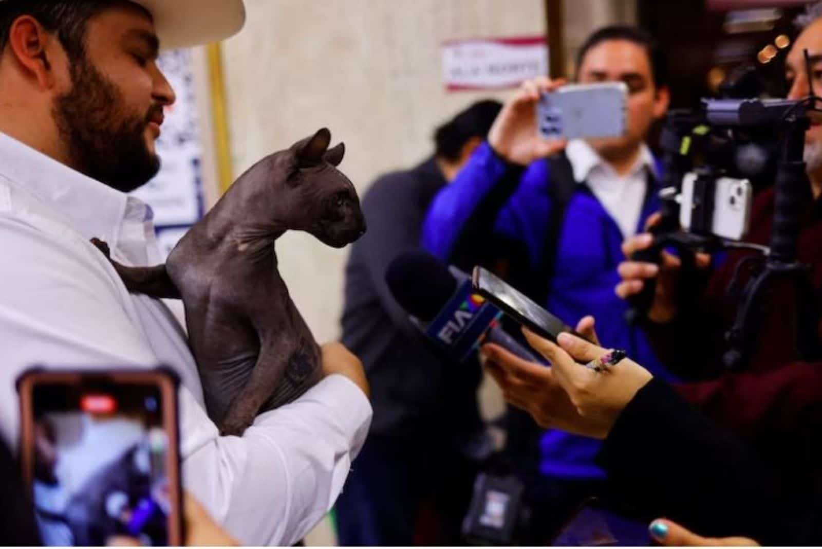 popular sphynx cat in front of journalists