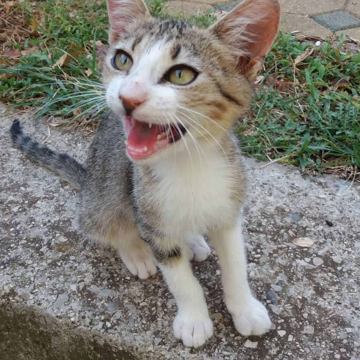 portrait of a cute kitten