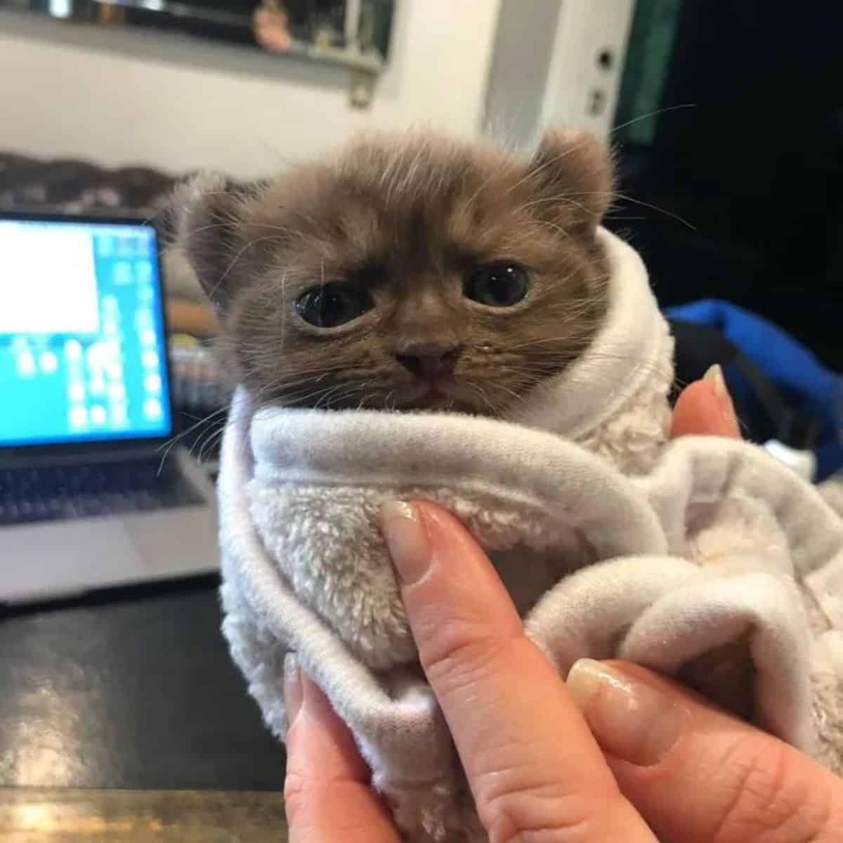 quill the kitten in a blanket