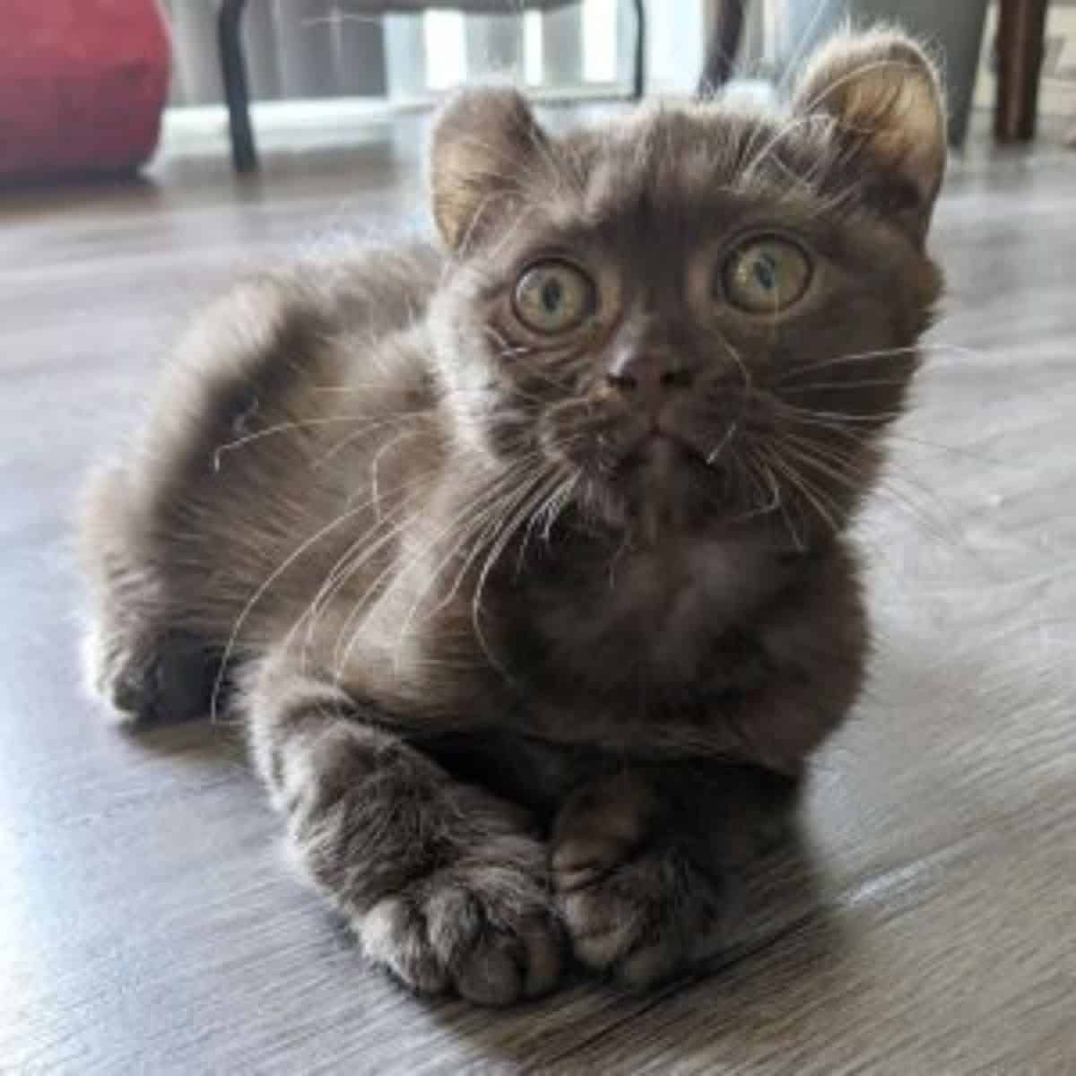 quill the kitten with teddy bear ears