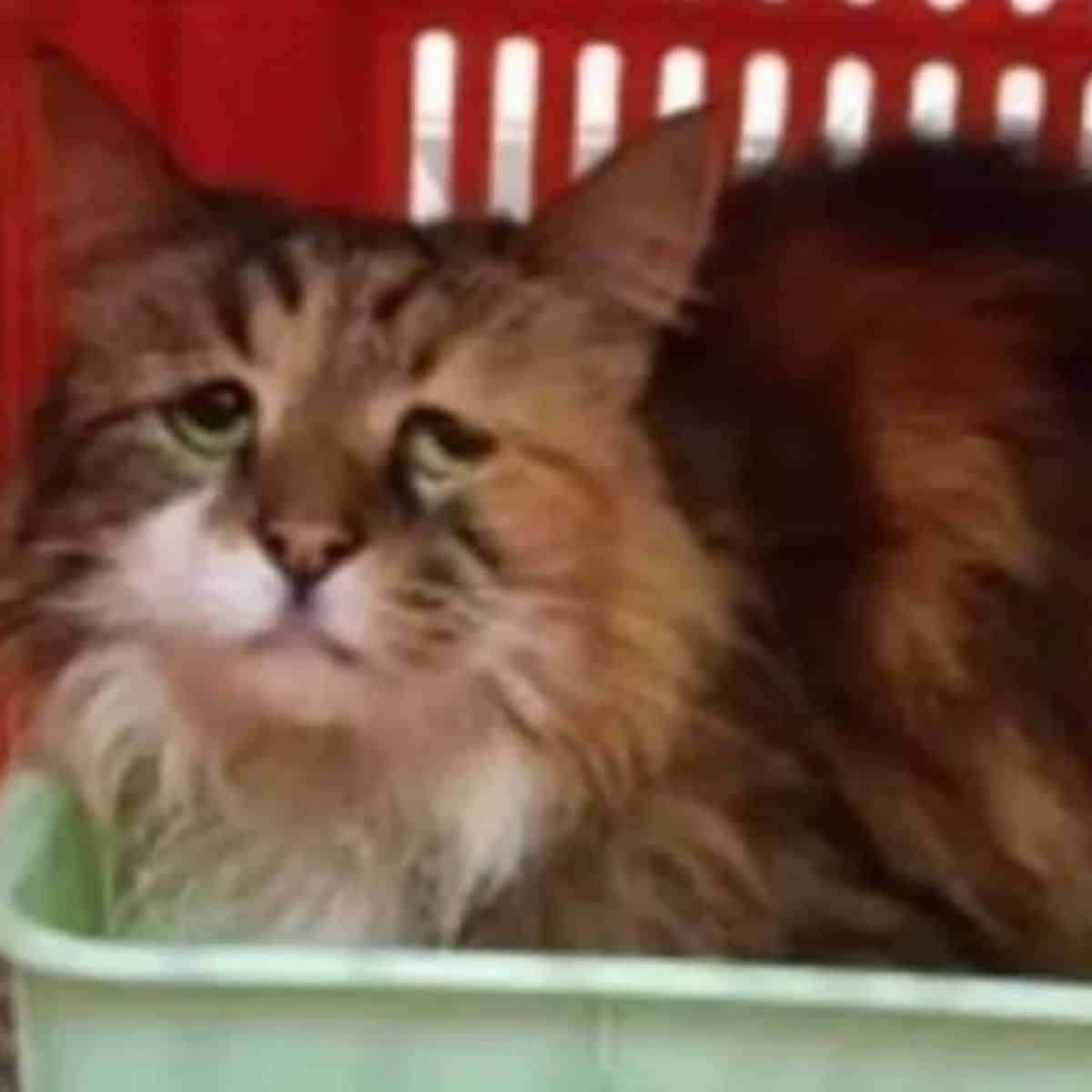 sad cat in box