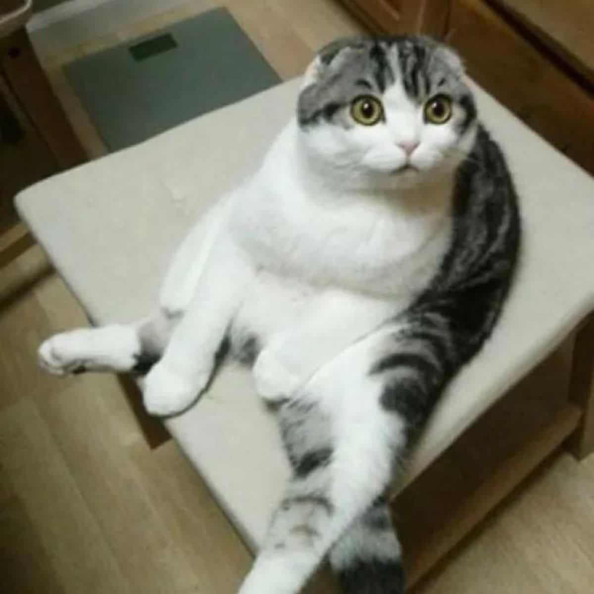 surprised cat sitting