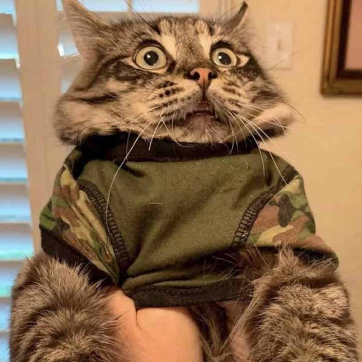 surprised cat