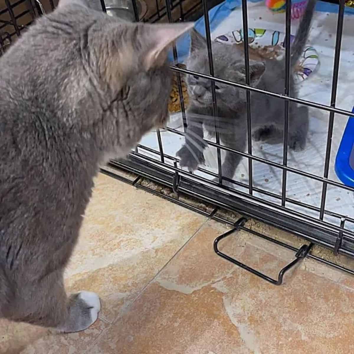 the cat behind the cage looks after her kittens