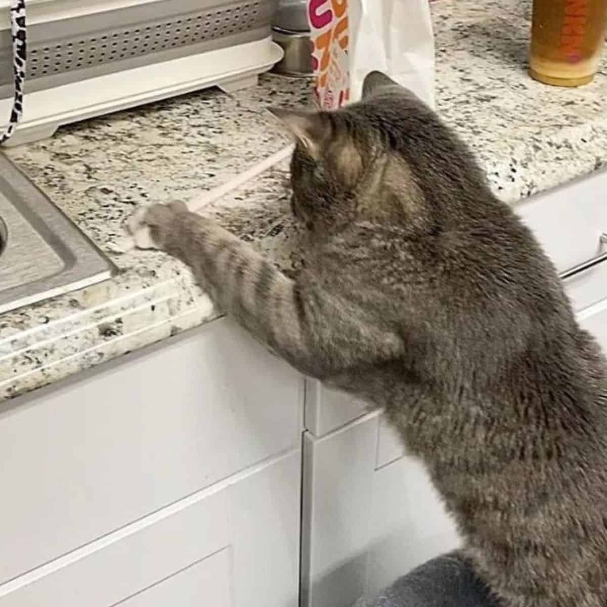 the cat climbs on the kitchen