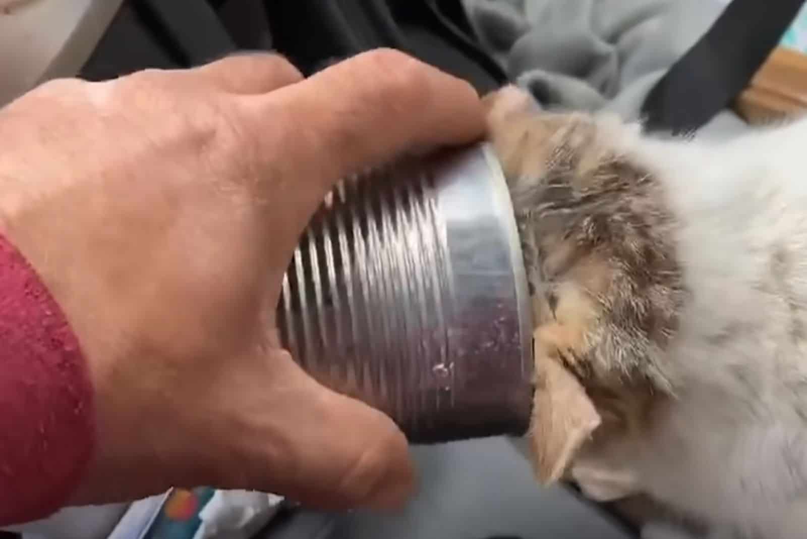 the cat eats from a can