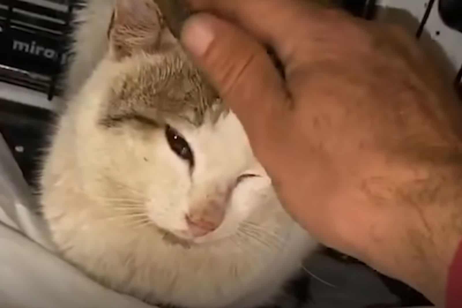 the cat enjoys being petted