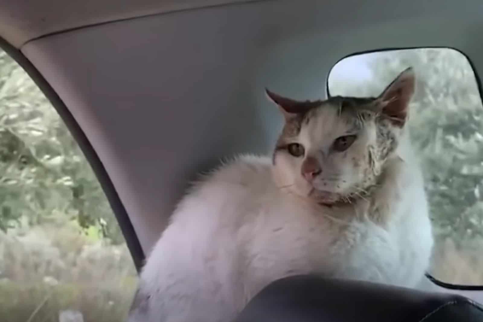 the cat enjoys the car