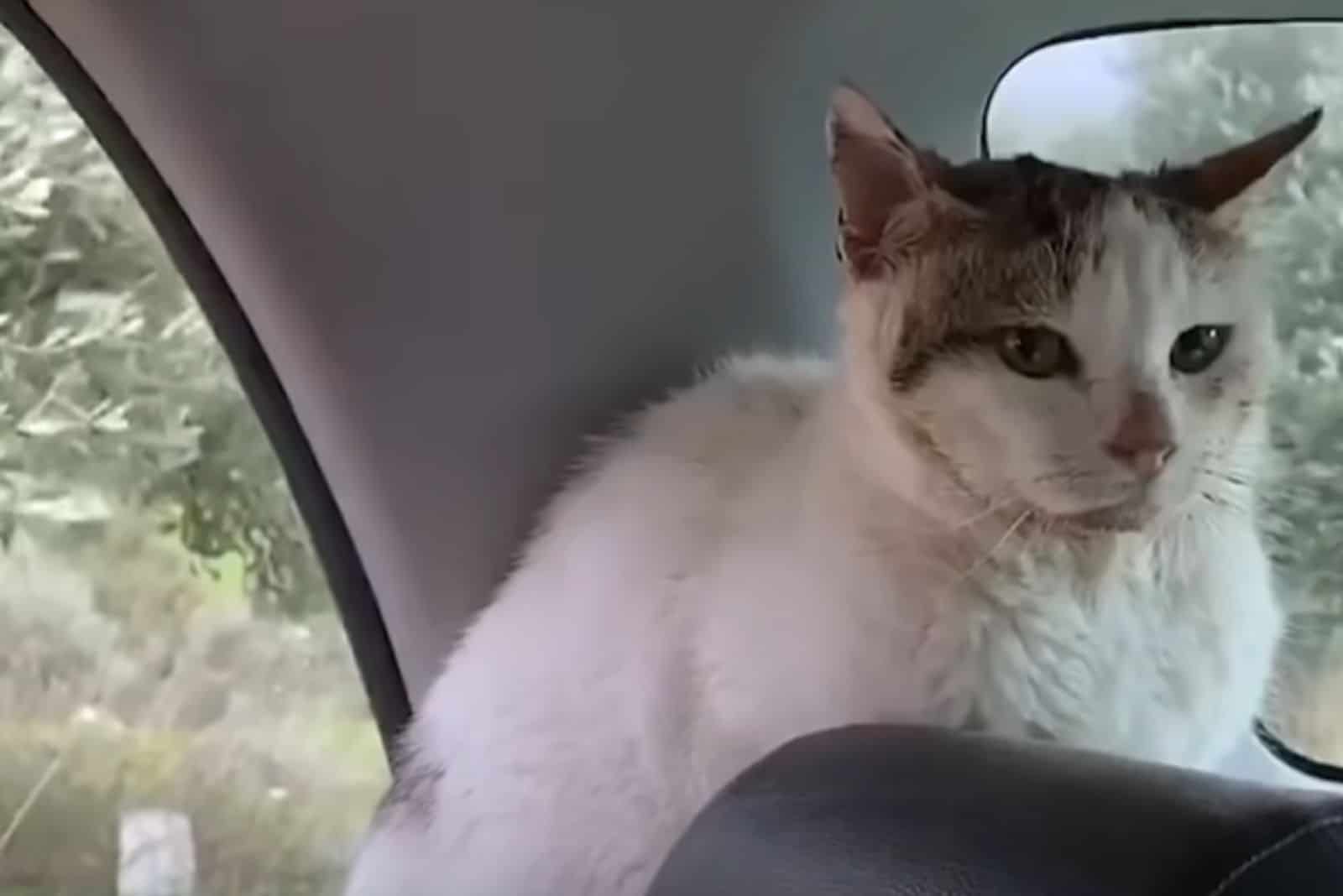 the cat is sitting in the car at the back