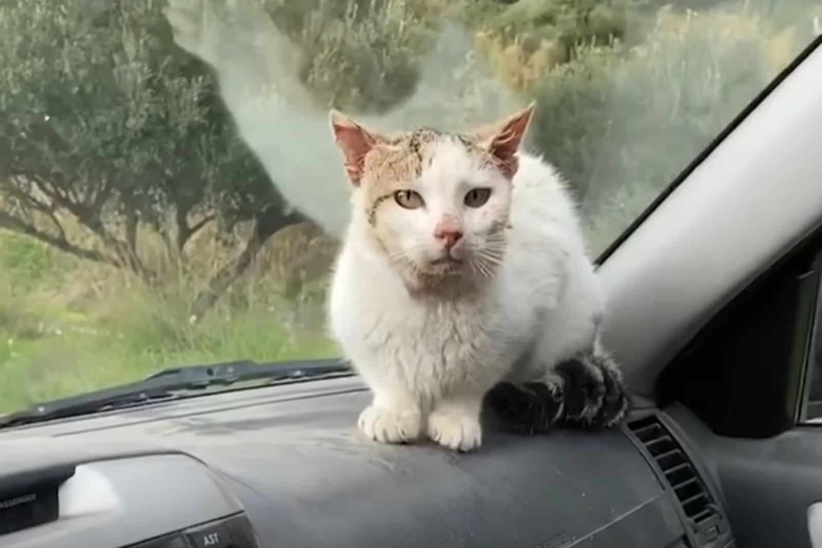 the cat is sitting in the car