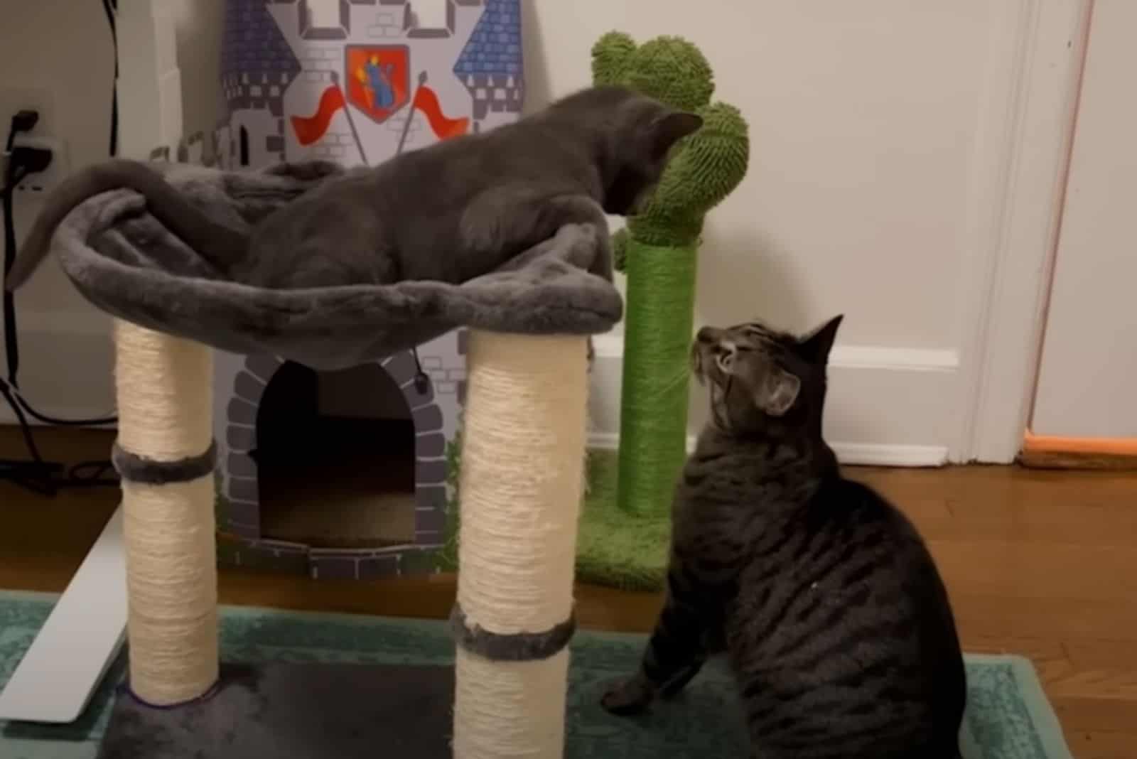 the cat sits and looks at the gray kitten on the scratching post