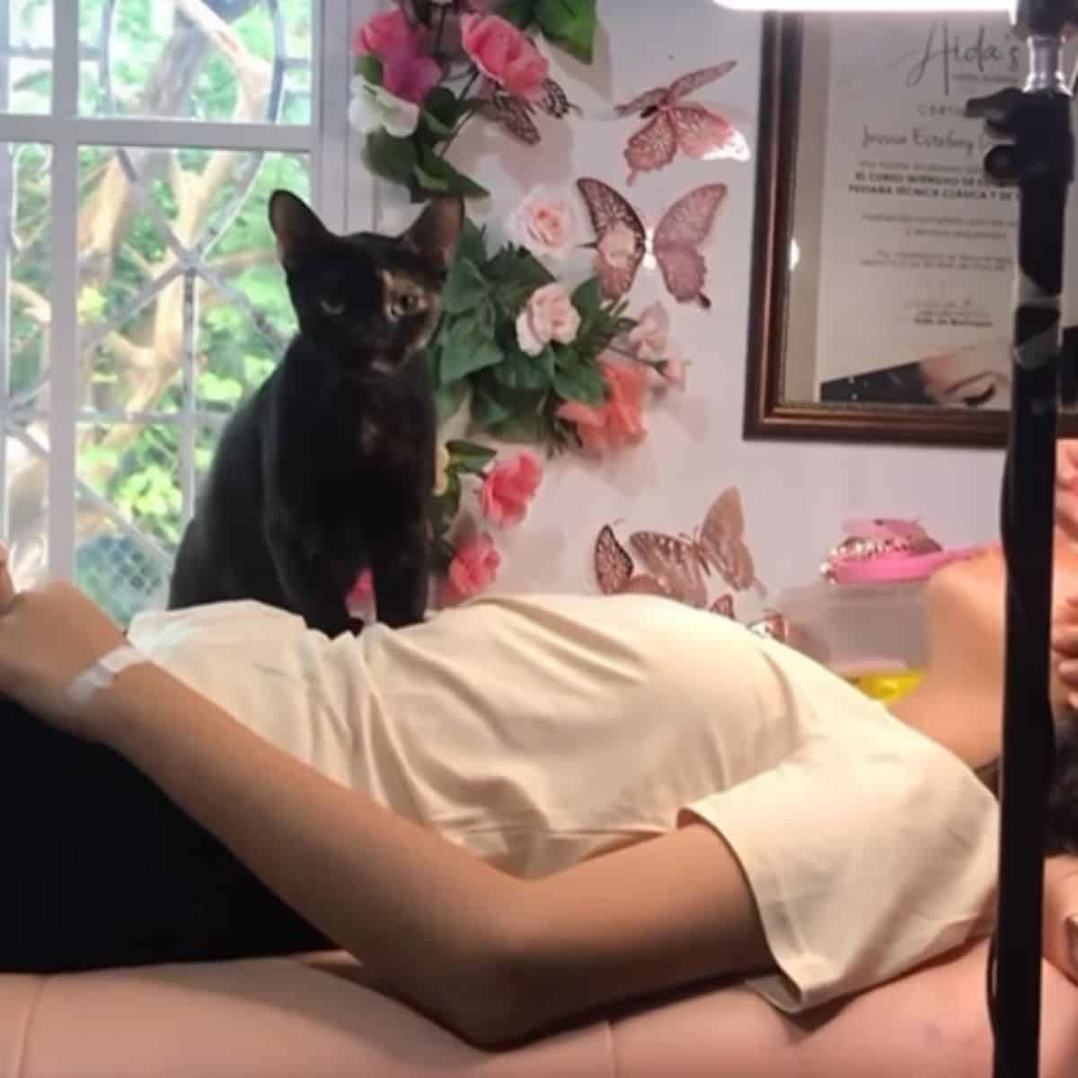 the cat sits on the client's stomach