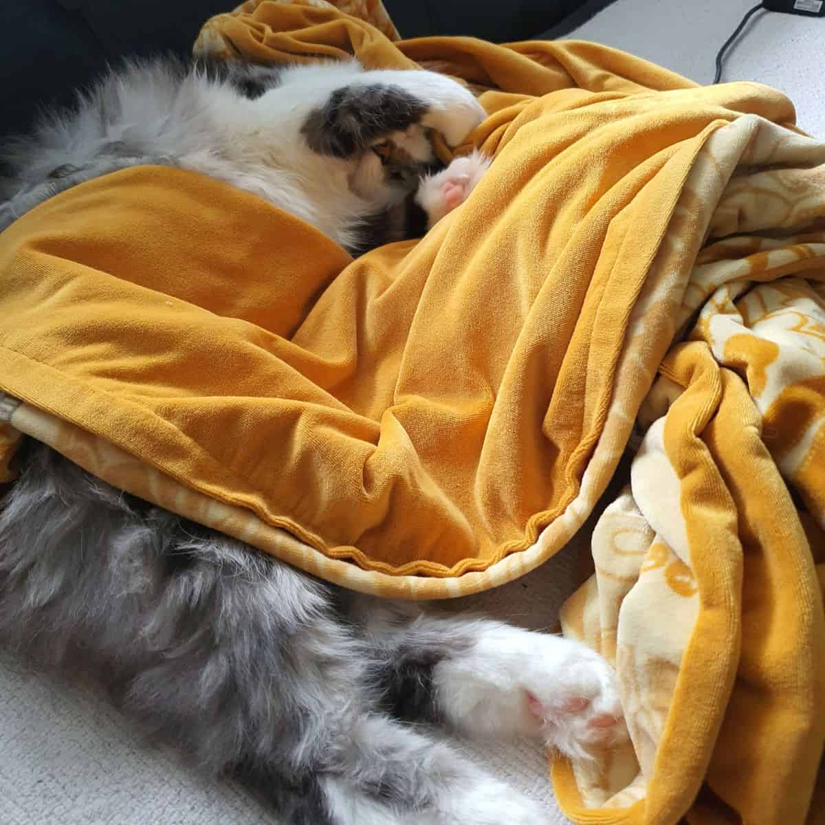the cat sleeps wrapped in a yellow blanket