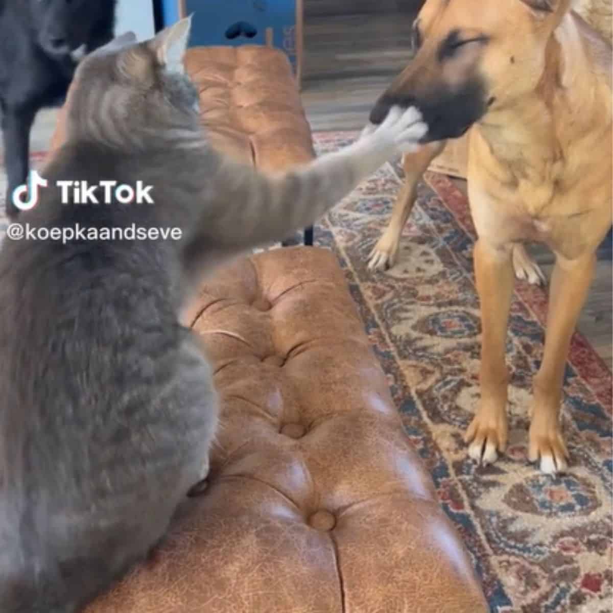 the cat touches the dog's muzzle with its paw